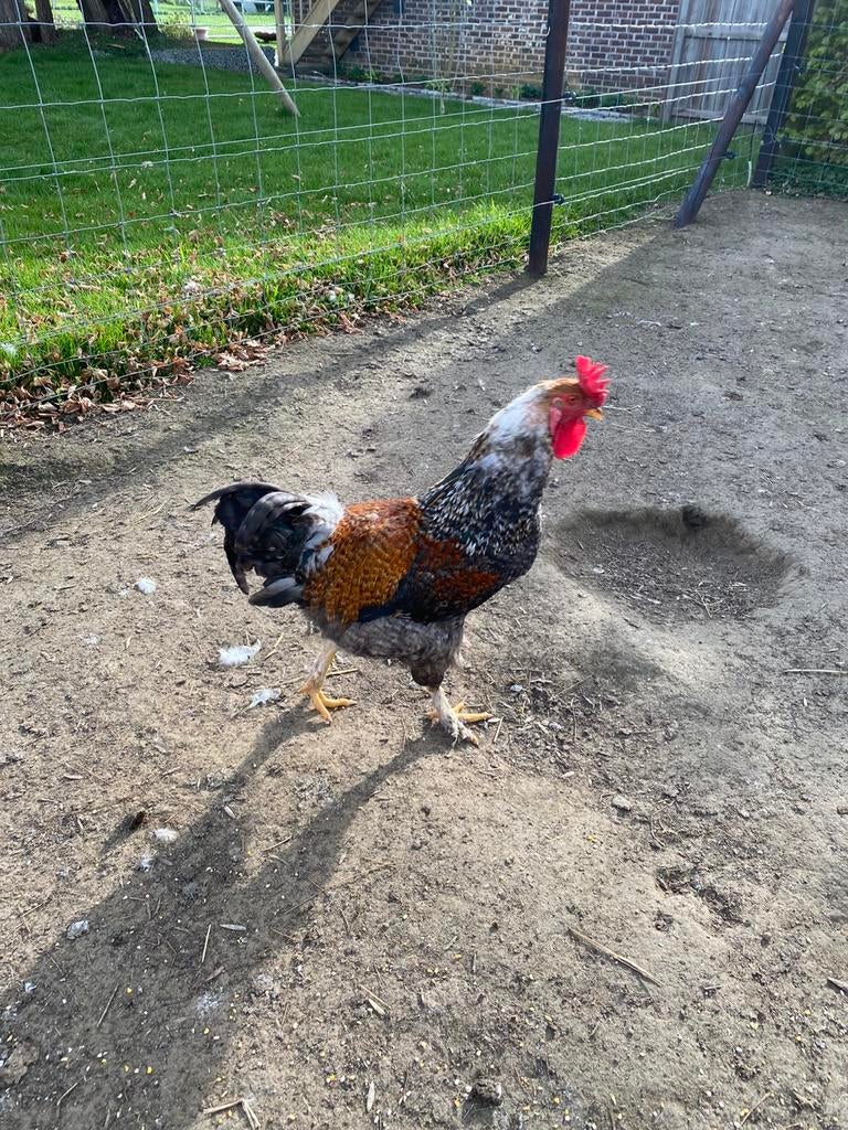 Haan, Dieren en Toebehoren, Pluimvee, Mannelijk, Kip