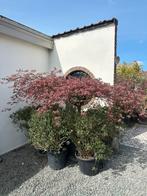 Japanse esdoorn, Tuin en Terras, Planten | Bomen, Ophalen