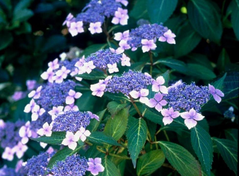 Hortensia bluebird, Ophalen of Verzenden, Hortensia