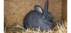 Val de bourgogne , blauw van ham, Dieren en Toebehoren, Konijnen, Meerdere dieren, Groot, 0 tot 2 jaar