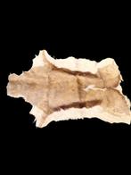 oud vel van een springbok, jaren 60-70, Ophalen of Verzenden