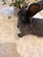 Duitse reus rammelaar, Dieren en Toebehoren, Konijnen, Mannelijk, Groot, 0 tot 2 jaar