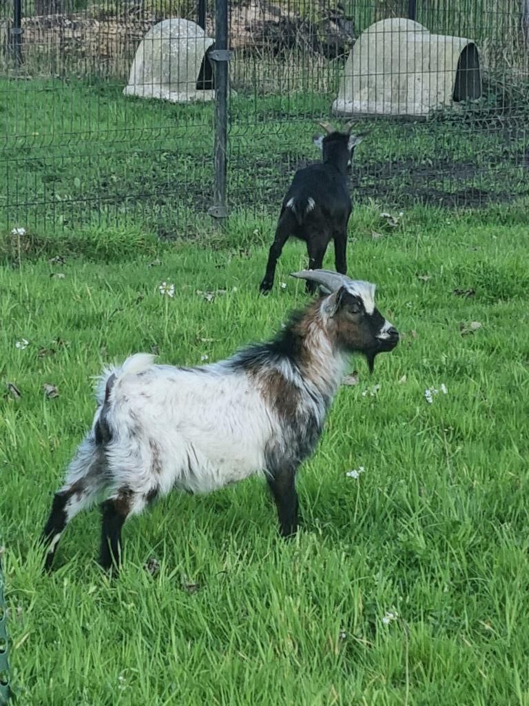 Dekbok 1,5 jaar oud, Dieren en Toebehoren