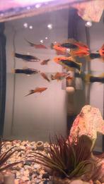 11 poisson-espadon, Poisson, Poisson d'eau douce, Banc de poissons