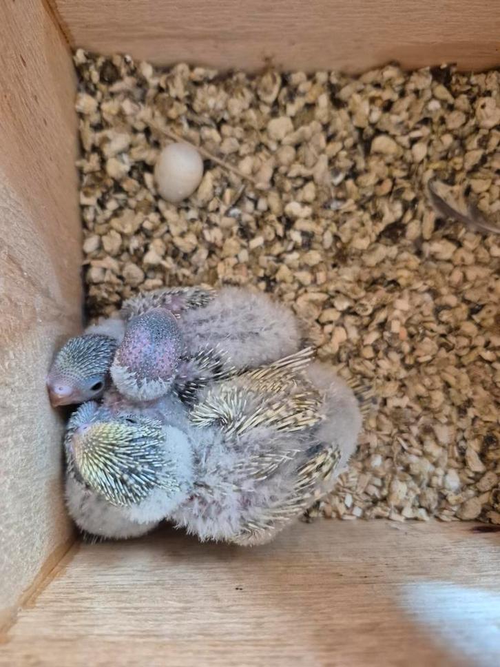 Jeunes perruches, Animaux & Accessoires, Oiseaux | Oiseaux Autre