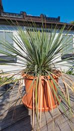 yucca rostrata, Tuin en Terras, Volle zon, Vaste plant, Zomer, Ophalen