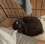 Bébé minimlop mâle de bientôt 3 mois, Décembre, Mâle, Domestique, Autres types