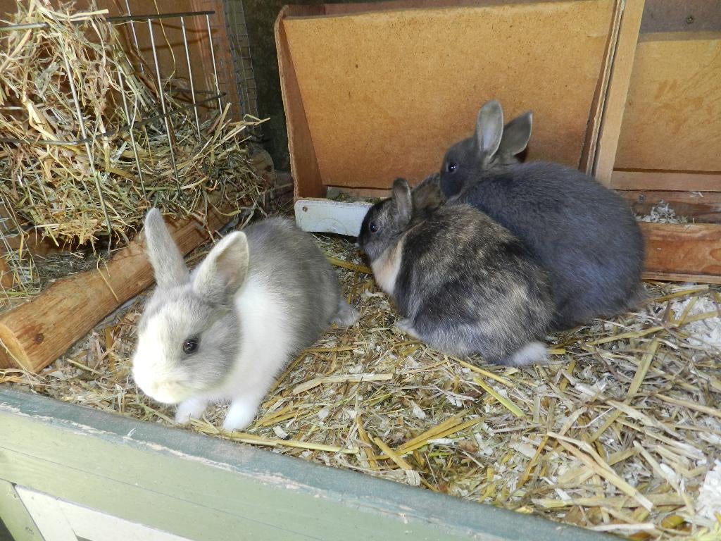 Dwergkonijnen, Meerdere dieren, Dwerg