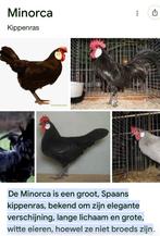 Minorca hen en haan, Dieren en Toebehoren, Pluimvee, Meerdere dieren, Kip