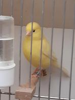 Kanaries, Dieren en Toebehoren, Vogels | Kanaries, Vrouwelijk, Kleurkanarie