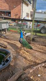 Pauwen haan, Dieren en Toebehoren, Pluimvee, Mannelijk, Overige soorten