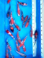 HQ Tosai Nisai ACTIE LAATSTE WEEK Jonge koi, snelle groei!, Dieren en Toebehoren, Karper of Koi