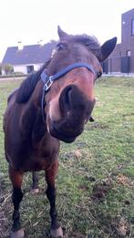 Gezocht Halve stal Kasterlee, Dieren en Toebehoren, Paarden
