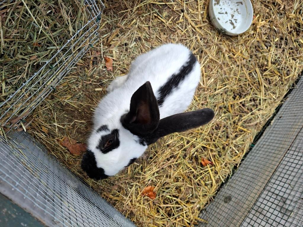 Vlinderkonijn, Dieren en Toebehoren, Konijnen