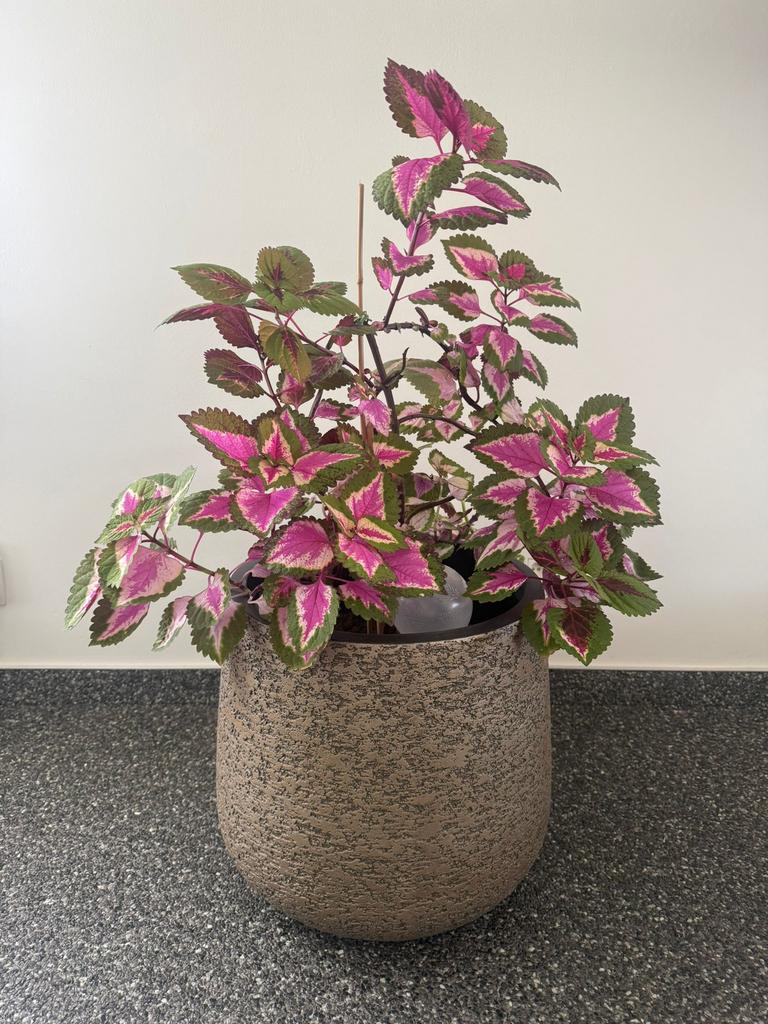 Plant met pot, Ophalen, Nieuw