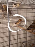 4 pracht Kanaries, Animaux & Accessoires