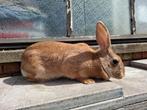 Kweekrijpe mooie moer., Dieren en Toebehoren, Konijnen