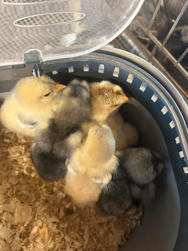 Brahma Kuikens ~ RASZUIVER, Dieren en Toebehoren, Pluimvee