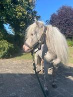 Lieve NMPRS hengst zoekt, Dieren en Toebehoren, Paarden en Pony's | Dekhengsten en Fokmerries, Hengst