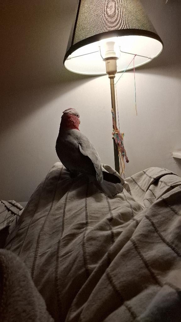 Rosalbin-kaketoe, Ophalen, Zo goed als nieuw, Overige typen