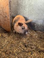 Jong dwergkonijntje, Dieren en Toebehoren, Mannelijk, Dwerg, 0 tot 2 jaar