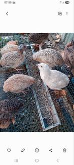 Japanse kwartels jumbo man te koop 5 € stuk, Dieren en Toebehoren