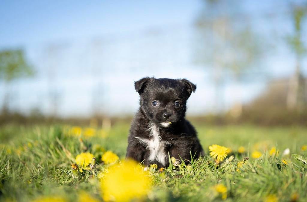 Lieve, unieke pups chihuahua x westie, België, Reu, 8 tot 15 weken, Meerdere