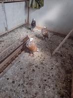 Thüringen kroppers, Plusieurs animaux, Boulant