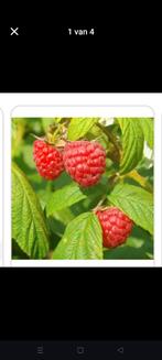 Nieuwe frambozen stekjes bio en winterhard., Ophalen, In pot