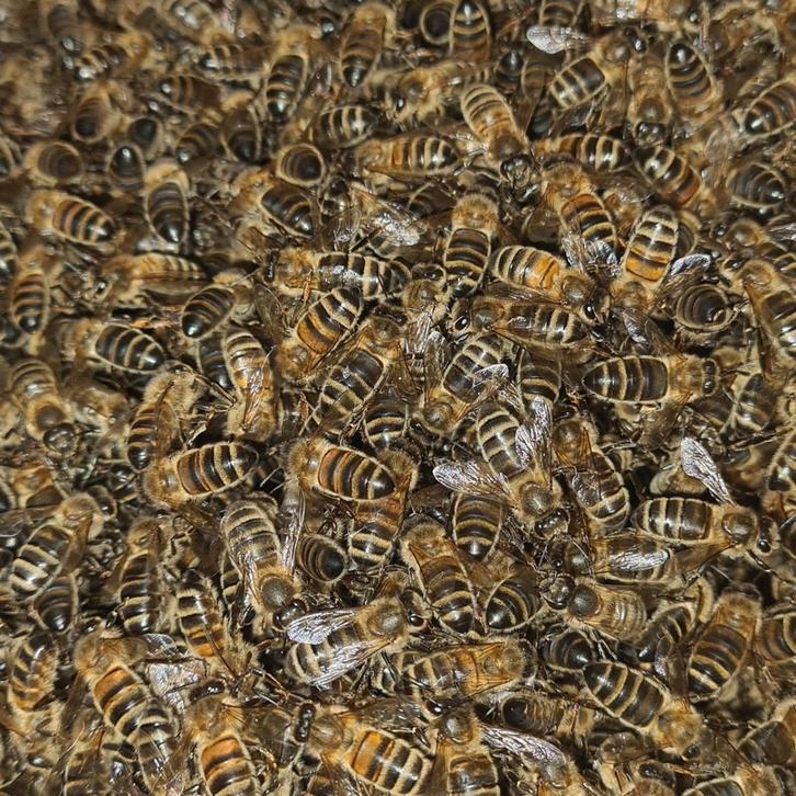 Sterke bijenvolken op 6 ramen simplex, Dieren en Toebehoren, Insecten en Spinnen