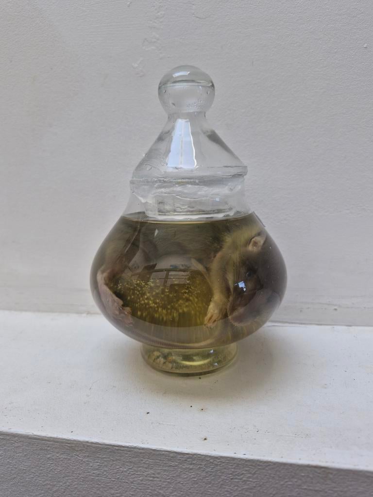 Rat cabinet de curiosité, Antiquités & Art