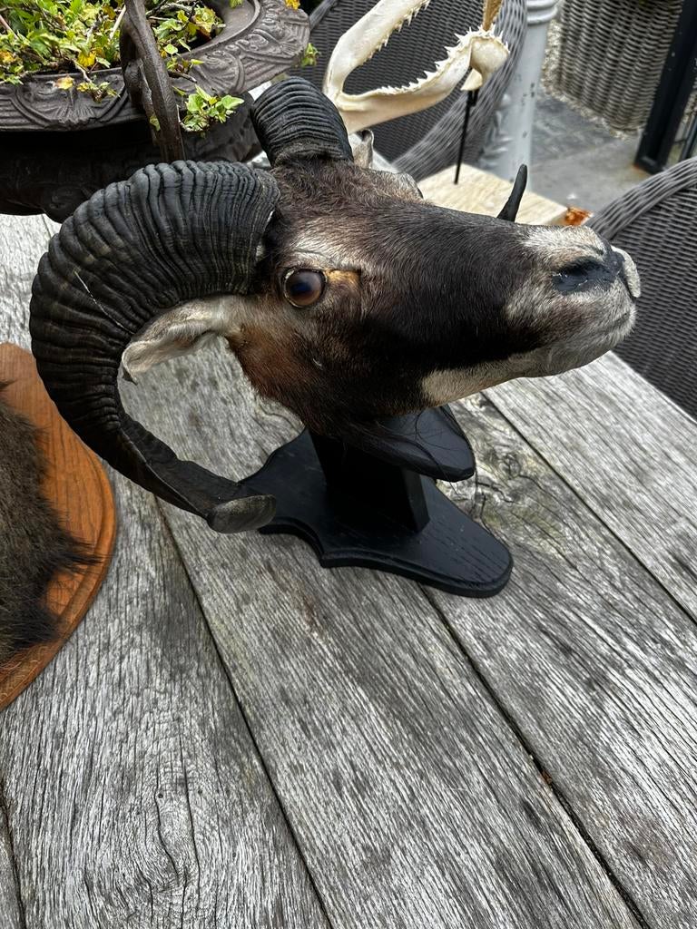 Taxidermie ram kop, Enlèvement