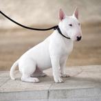Mini bull terrier (reutje), Dieren en Toebehoren, België, Fokker | Hobbymatig, 15 weken tot 1 jaar, Reu