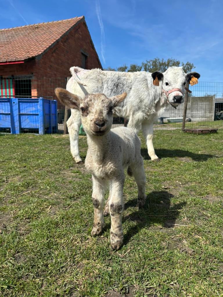 Papfles lammetje, Dieren en Toebehoren, Runderen, Mannelijk, 0 tot 2 jaar