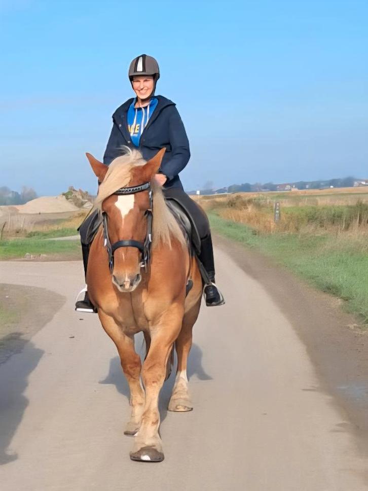 Bretonner merrie, Dieren en Toebehoren, Paarden, Merrie, B, 160 tot 165 cm, 7 tot 10 jaar, Recreatiepaard, Gechipt, Ontwormd, Ingeënt