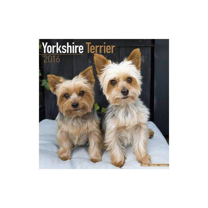 Yorkshire Terrier 2016 Kalender, Diversen, Kalenders, Nieuw, Jaarkalender, Ophalen of Verzenden