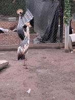 Grijze kroonkraanvogel, Dieren en Toebehoren, Pluimvee, Vrouwelijk, Overige soorten