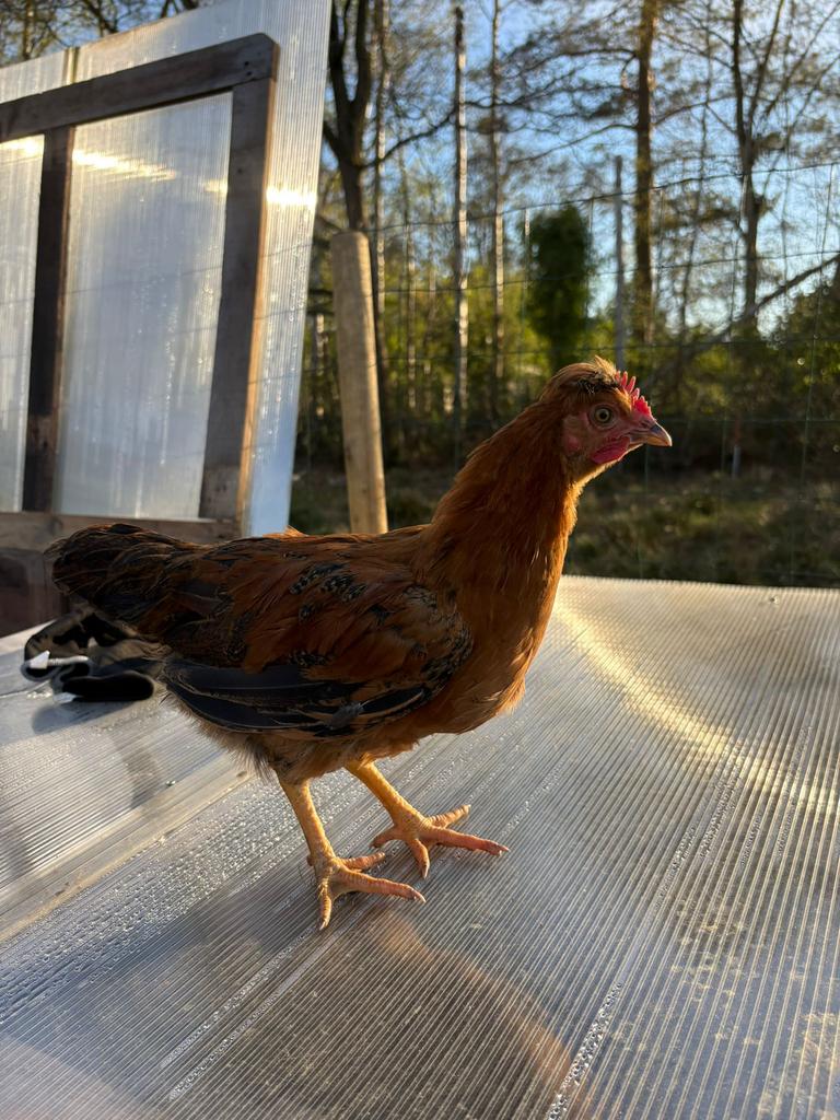 Jonge hanen te koop – 11 weken oud, Dieren en Toebehoren, Pluimvee