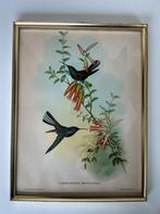 Litho John Gould kolibrie, Antiek en Kunst, Ophalen of Verzenden