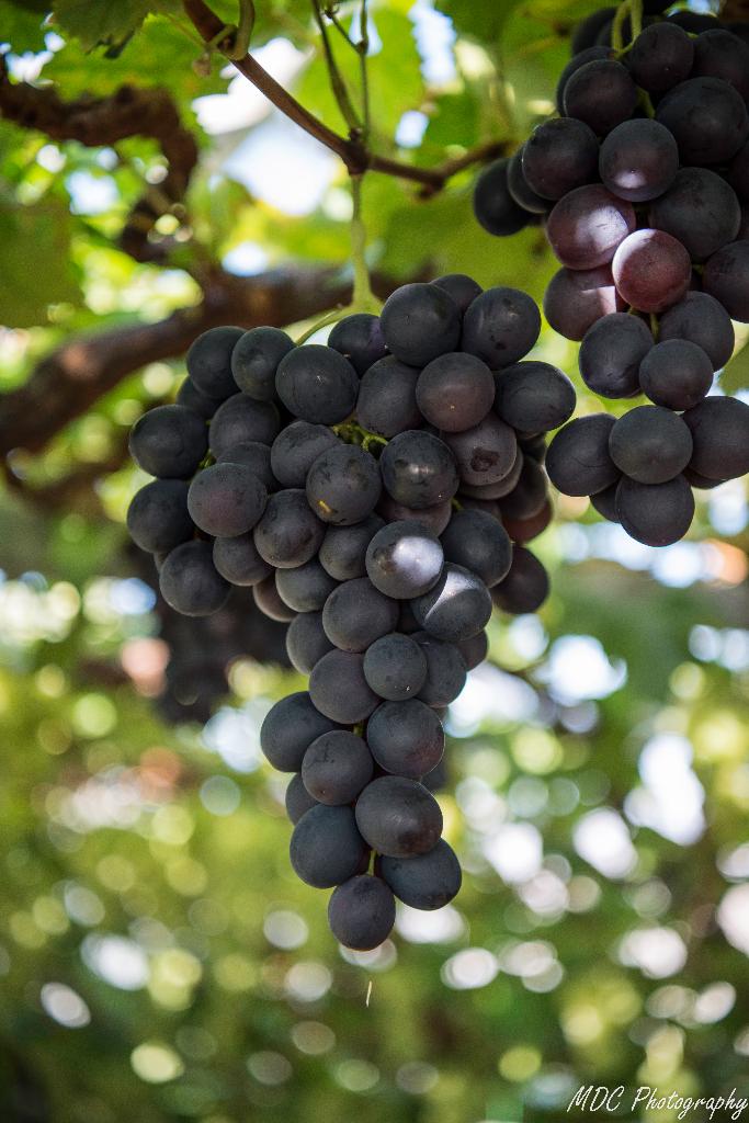 Druivelaars-Belgische kwekersrassen, Ophalen, Volle zon, Vaste plant, Fruitplanten