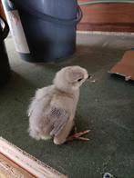 Aracauna kuikens, Dieren en Toebehoren, Pluimvee