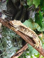 Wimpergecko LW Man, Dieren en Toebehoren, Reptielen en Amfibieën