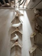 Lokkertjes te koop., Dieren en Toebehoren