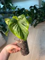 Philodendron Peltatum, Ophalen of Verzenden