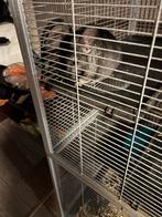 Chinchilla te koop, Ophalen, Zo goed als nieuw