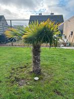 Palmboom trachycarpus fortunei, Tuin en Terras, Planten | Bomen, Ophalen of Verzenden, Palmboom