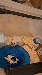 Rat dumbo de 3 mois urgent, Dieren en Toebehoren, Knaagdieren, Rat, Mannelijk, December, Tam