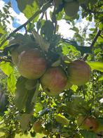 Gratis Keulemannekes- appels - zelf te plukken, Ophalen