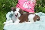 Border collie pups geboren in Belgie, België, 8 tot 15 weken, CDV (hondenziekte), Collie