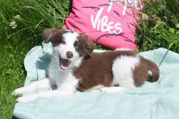 Border collie pups geboren in Belgie beschikbaar voor biedingen